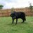 wilko_joey