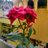 anusha_subh
