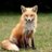 dark_fox123
