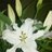 Whitelilium5