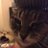 cat_izzy