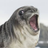 to_the_walrus
