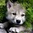 Wolf_Travels