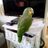 bob_owa90636
