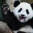 PandaaaButt