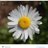 Daisy312911091