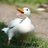 Duckify4