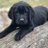 LoveOfBlackLabs