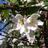 Bunny_Longstock