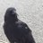 BirdlessEyes