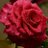Ady_cl