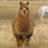 ranting_llama