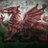 welshboy79