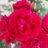 ImranIn28137628