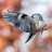 nuthatchoftruth