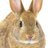 GoldingRabbit
