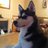 oneabovethedog