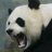Bibpanda
