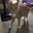 SavageCat333333