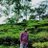 AhmedHa739436