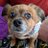 FDogecoin