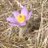 Pulsatilla95