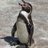 Apoachedpenguin