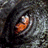 hi5trex