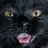 DorothytheCatto