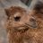 InsistentCamel