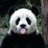 the_jigglypanda