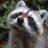 Watson_raccoon