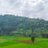 Rishi50483412