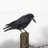 corbeau_noiraud