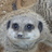 Mr_Meerkat