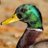 nferdDuckLife