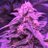 CannabisGames