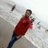 BasindraYadav