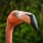 OrganicFlamingo