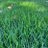 darkgreenfescue