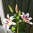 karl_simpson68