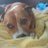 dominic75994807