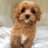 Chitch_24372316