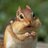 chipmunk_chic