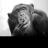 Sarat_Chimp
