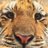 Raghy_lion