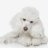 tiredpoodle