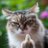 NotAssangesCat